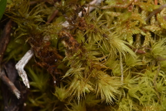Dicranum polysetum
