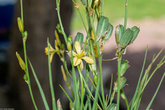Echeandia flavescens