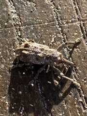 Orthorhinus