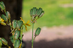 Echeandia flavescens