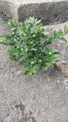 Solanum pseudocapsicum image