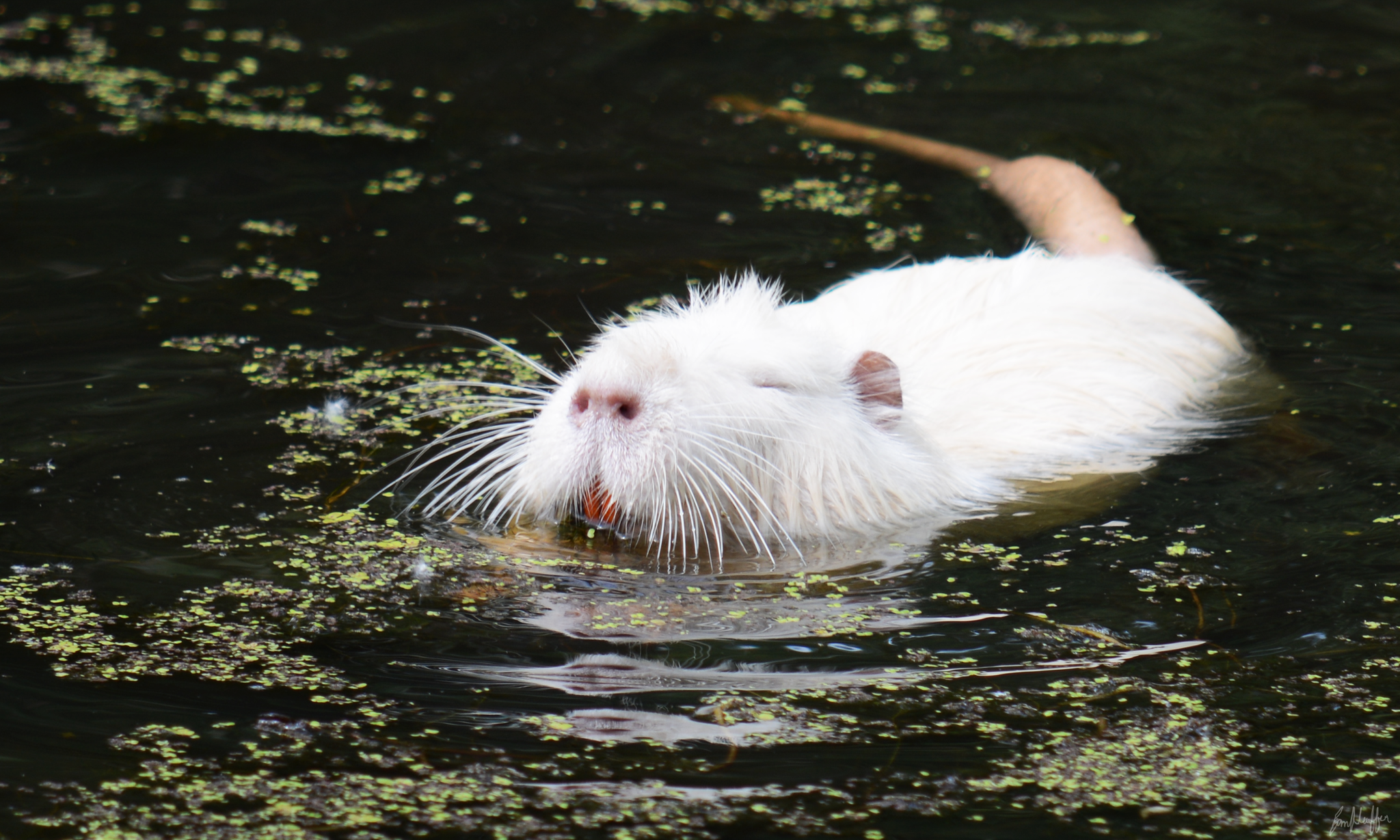 Coypus (Genus Myocastor) · iNaturalist