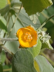 Abutilon grandifolium