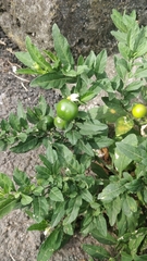 Solanum pseudocapsicum image