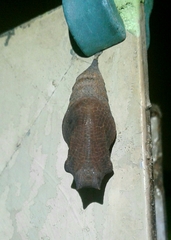 Iphiclides feisthamelii