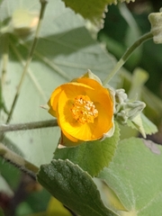 Abutilon grandifolium