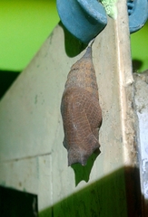 Iphiclides feisthamelii