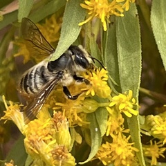 Megachile perihirta