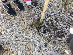 Callistemon