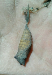 Iphiclides feisthamelii
