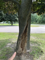 Acer platanoides