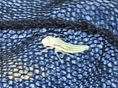 Homalodisca insolita