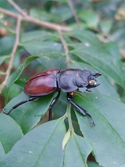 Neolucanus swinhoei