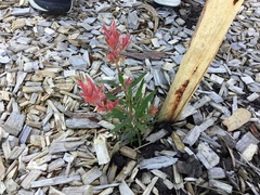Callistemon