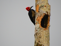 Campephilus melanoleucos