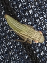 Homalodisca insolita