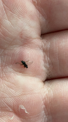 Simuliidae