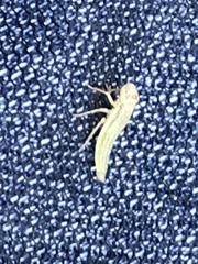 Homalodisca insolita