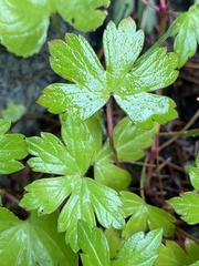 Ranunculus recurvatus