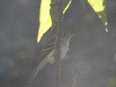 Empidonax virescens