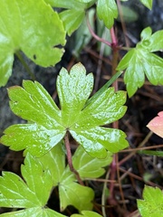 Ranunculus recurvatus