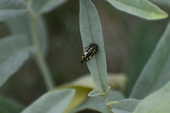 Acmaeodera scalaris