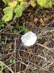 Calystegia macrostegia