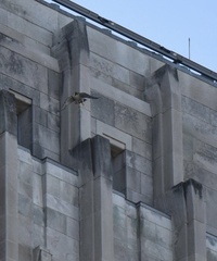 Falco peregrinus