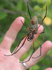 Trichonephila sumptuosa