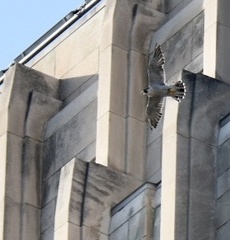 Falco peregrinus