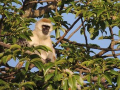 Chlorocebus pygerythrus hilgerti