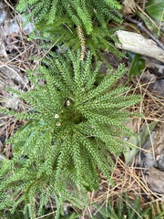 Lycopodiaceae