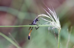 Ammophila