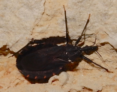 Triatoma