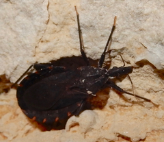 Triatoma