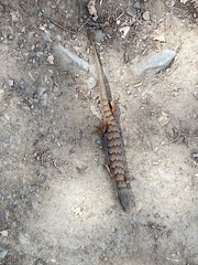 Elgaria multicarinata multicarinata