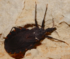 Triatoma