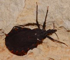 Triatoma