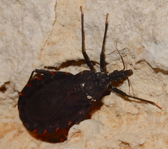 Triatoma