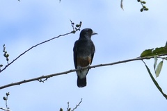 Chelidoptera tenebrosa