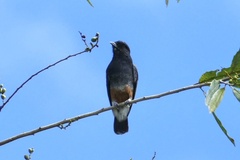 Chelidoptera tenebrosa