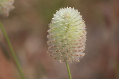 Ptilotus xerophilus