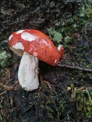 Russula emetica