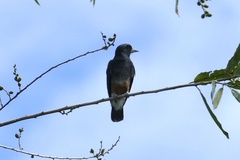 Chelidoptera tenebrosa