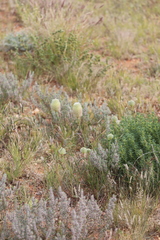 Ptilotus xerophilus