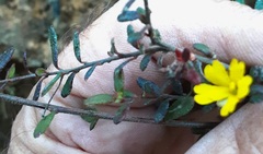 Hibbertia empetrifolia