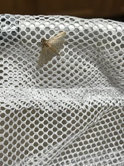 Ategumia ebulealis