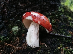 Russula emetica