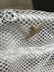 Ategumia ebulealis
