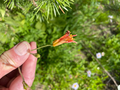 Lilium parvum